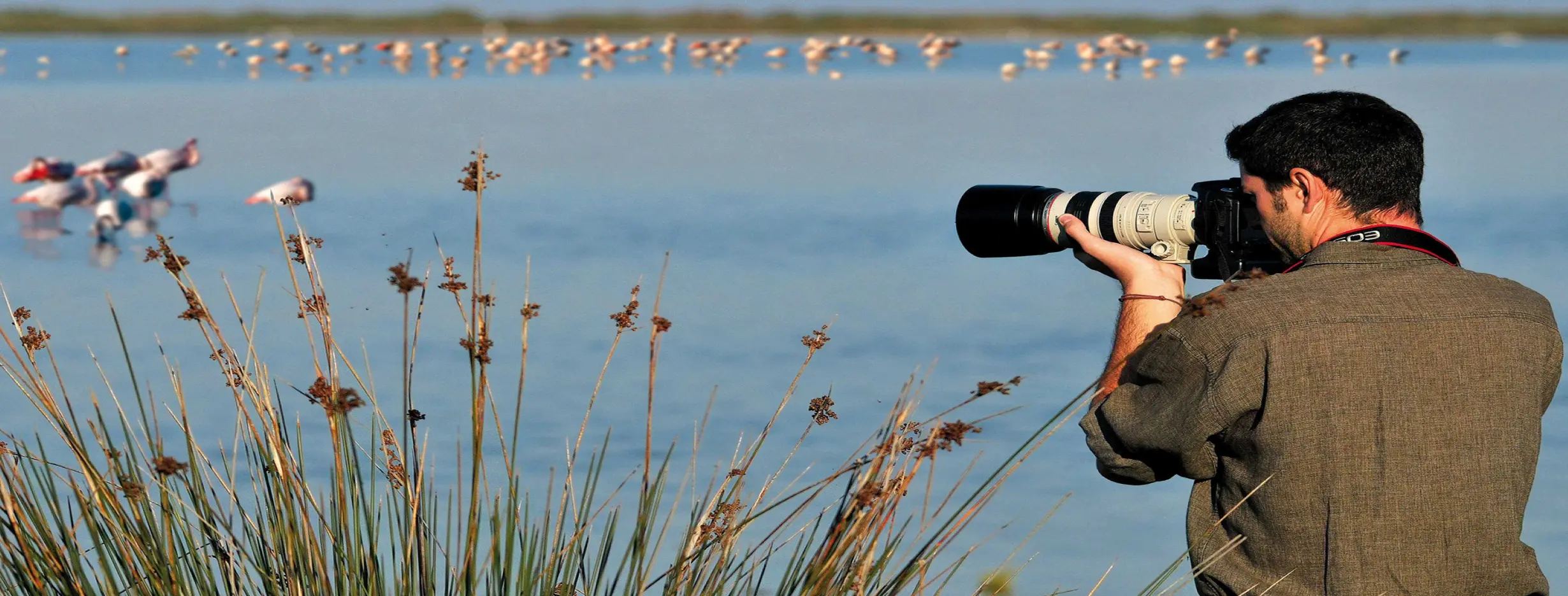 Image for Birdwatching Excursions